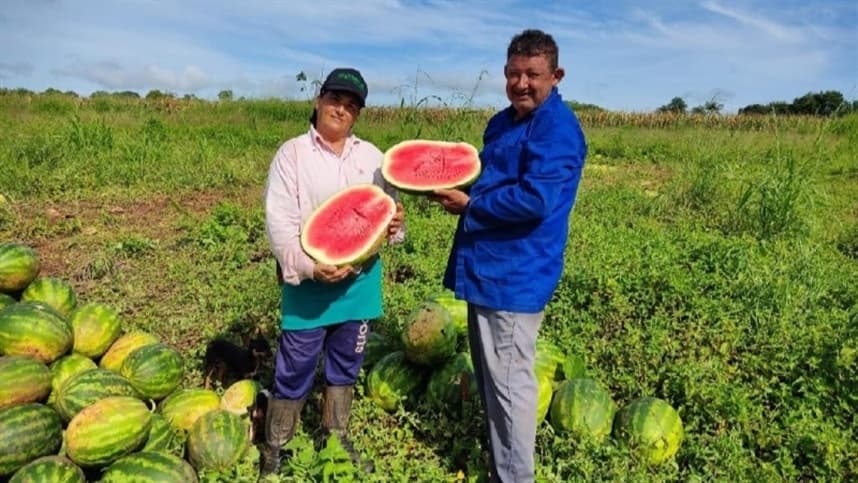 Agricultores aliam produção de melancia com tomate