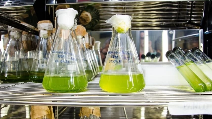 O extrato da alga atua em diversos níveis fisiológicos da planta