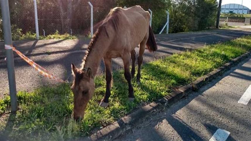Meio Ambiente alerta para animais de grande porte soltos em Santa Cruz