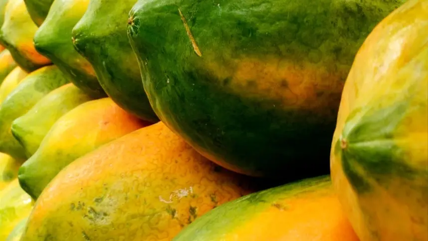 Ataque de ácaro afeta produção de mamão no Norte do ES e no Oeste da BA