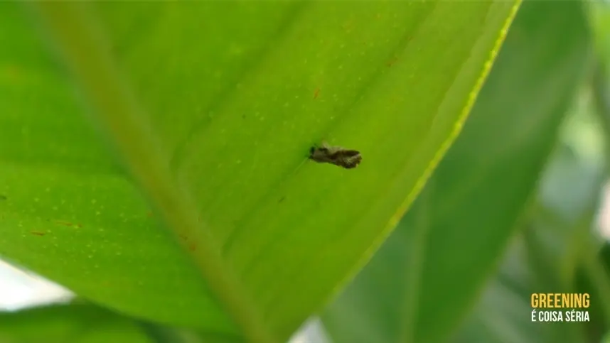 Avalia Psilídeo tem nova atualização em duas regiões paulistas
