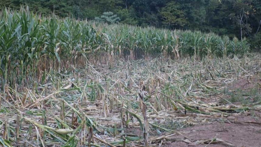 Seca atinge áreas agrícolas no norte do México