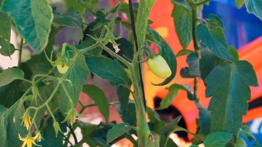 Preço do tomate tem variação de 100%