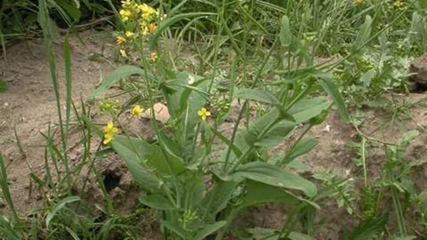 Invasora resiste a glifosato, 2,4-D e inibidores de ALS