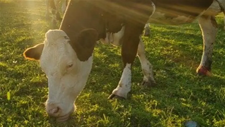 Inteligência artificial mede emocional de vacas e porcos