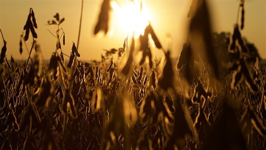 EUA x China: soja fecha outubro em alta com trégua comercial