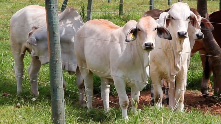 Estoques de vacina da aftosa estão baixos