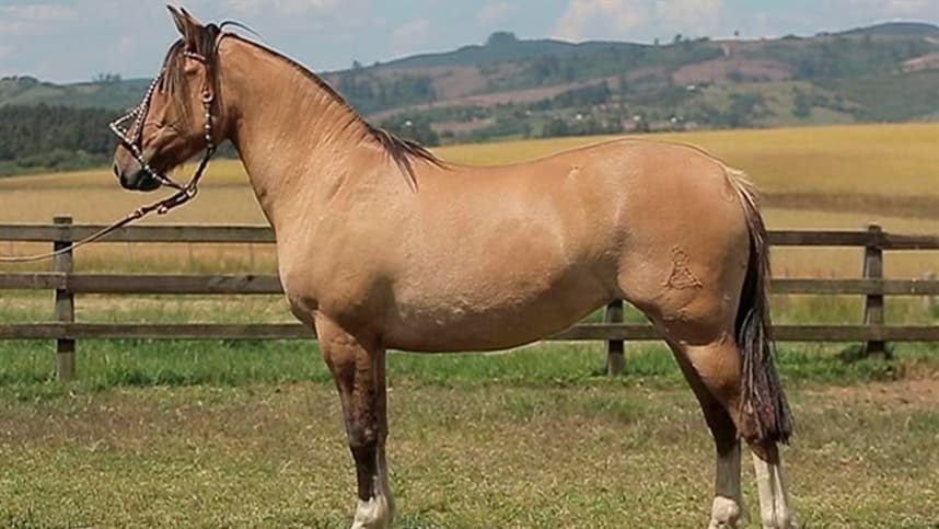Liquidez na venda de animais da raça Crioula marca leilão virtual Potros Mapuche