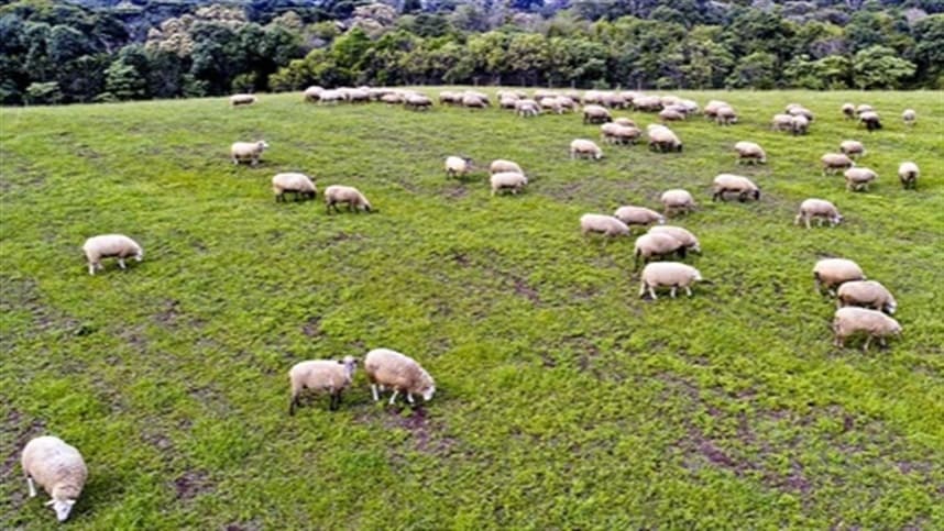 Companhia brasileira adquiri processadora de ovinos