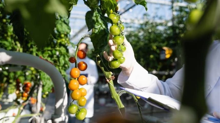Pesquisadores usam nanotecnologia para produzir tomates