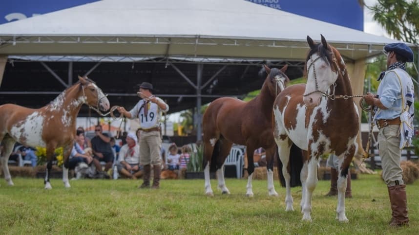 Seleção de cavalos de pelagem manchada mostra evolução ao longo dos anos