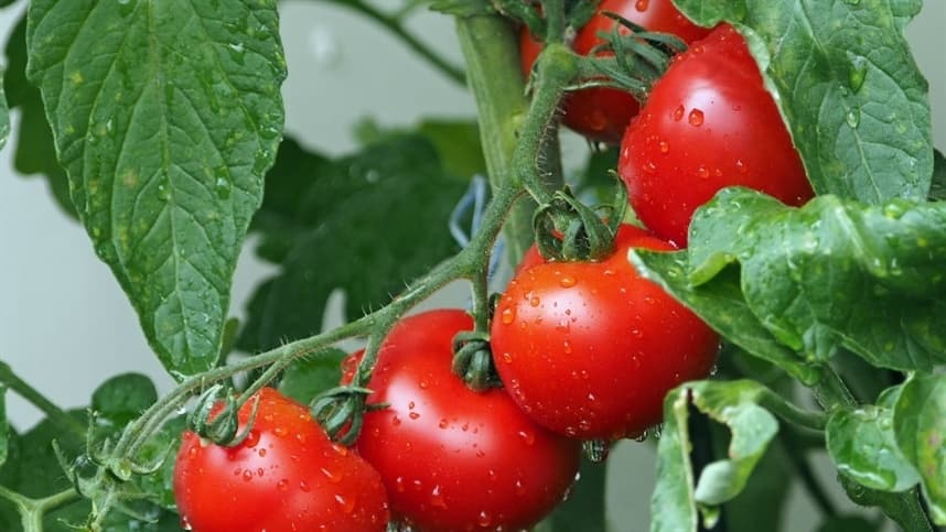 RS: tomate longa vida registra alta de 50%