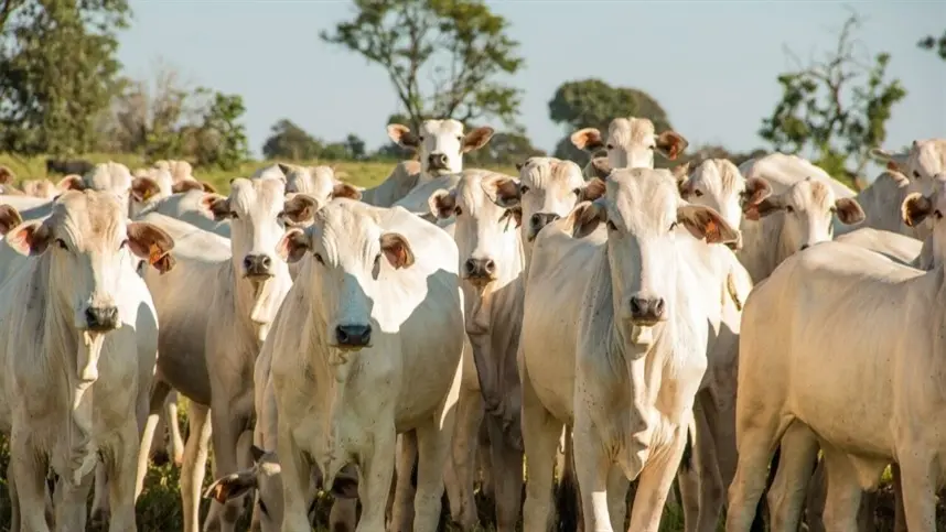 As plantas forrageiras ocupam cerca de 170 milhões de hectares