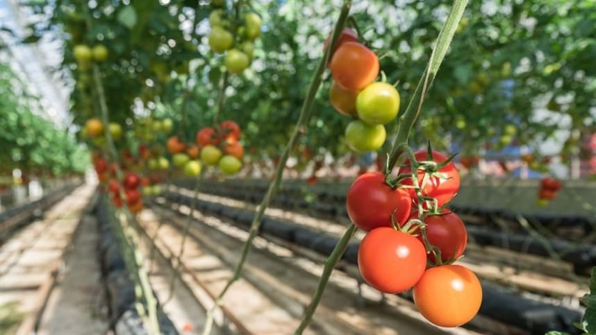 A deficiência de vitamina D é um problema global