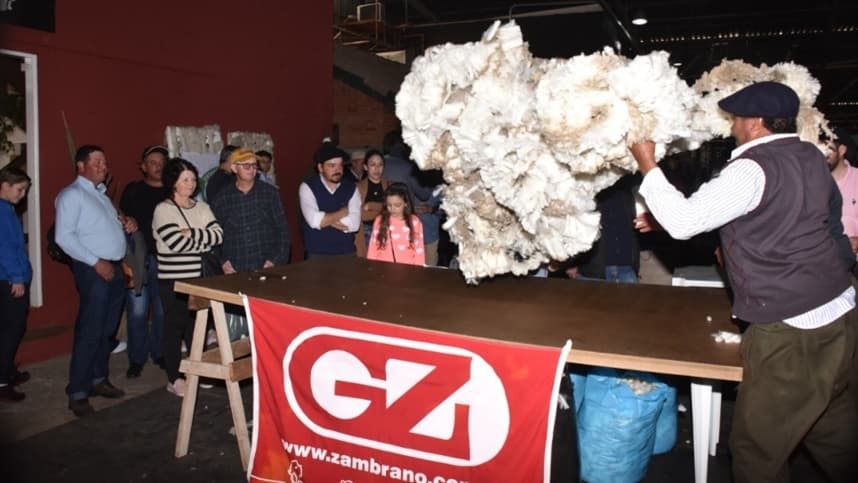 Programa de certificação da lã gaúcha estimula mudança cultural