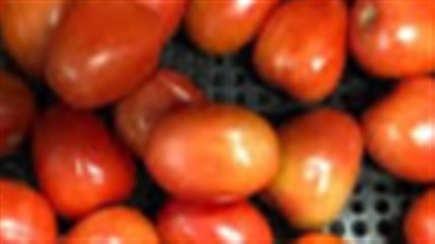 Classifcadoras facilitam a separação dos tomates "ruins"