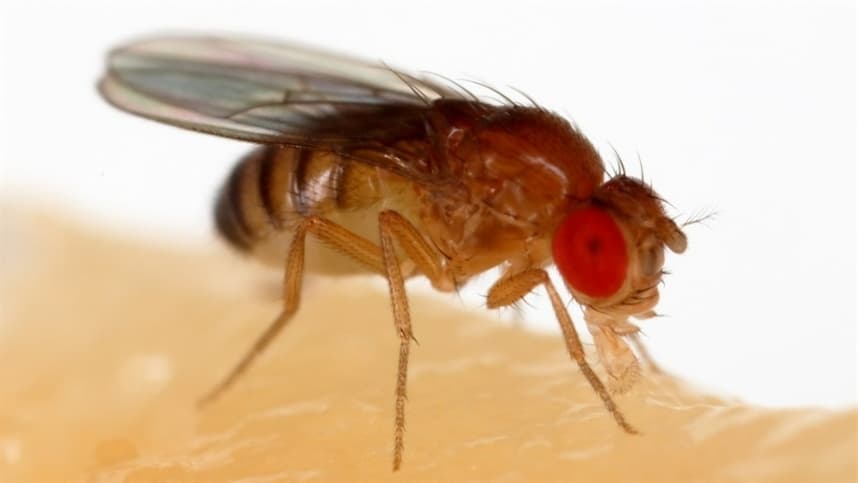 Tecnologia reverte resistência a inseticidas