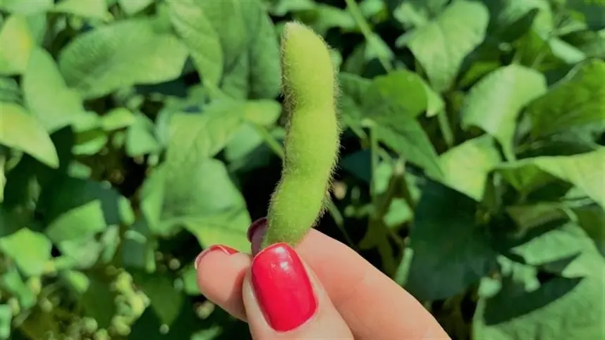 Dia Internacional da Mulher: mulheres que fazem o agro comemoram dia na Expodireto