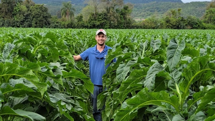 Plantio antecipado de tabaco