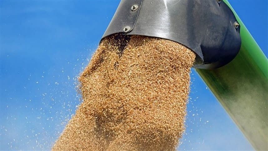 Trigo transgênico é “passo importante” para segurança alimentar