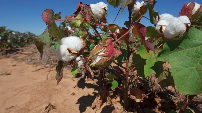 eca e calor prejudicam a produção de algodão na Argentina. Safra 2023/24 tem redução de 6% na previsão