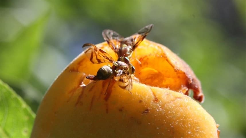 Proteína suína combate mosca da fruta