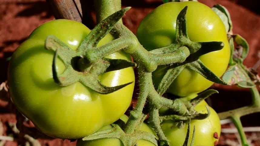 Baixas temperaturas podem afetar o tomate?