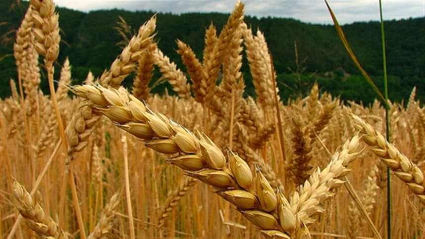 Cultivares de trigo recomendadas para o estado do Mato Grosso