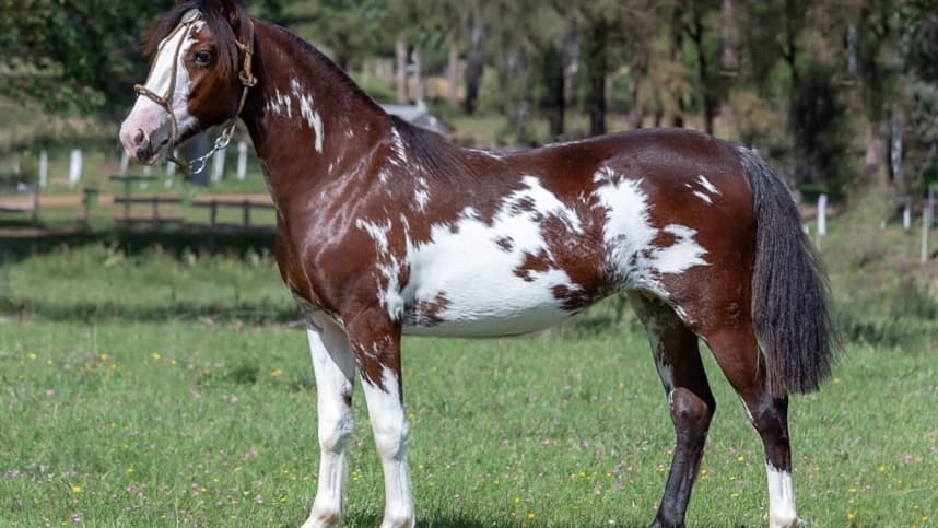 Qualidade genética e morfológica marca leilão virtual Pura Pinta de Cavalos Crioulos
