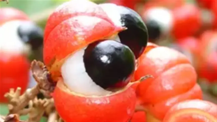 Brasil é o maior produtor comercial de guaraná do mundo