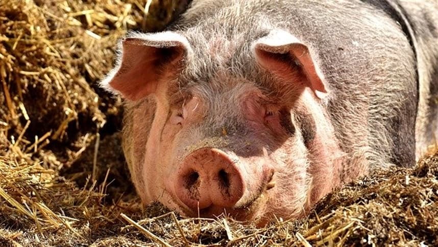 Carne suína ganha força no mercado interno e externo