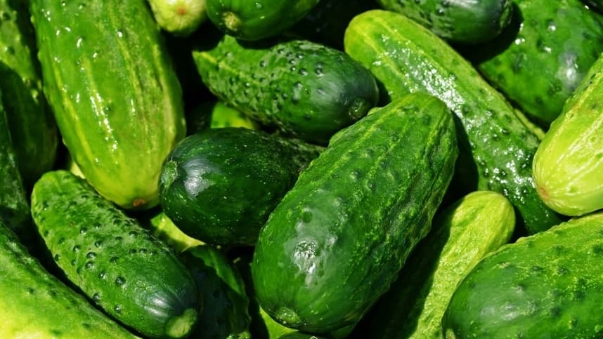 Produtores se preparam para nova semeadura de pepino