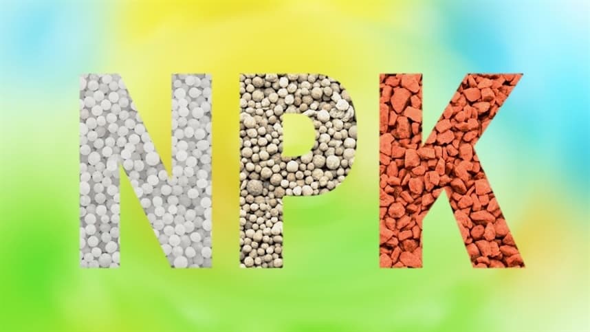 A aplicação do NPK 11-52-00 é versátil
