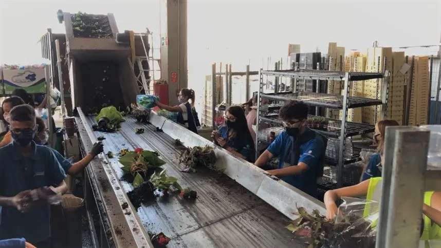 Sem vendas permitidas produtores descartam flores