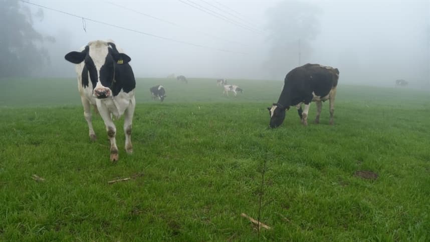 Forrageiras de inverno destacam produção leiteira em Chapada