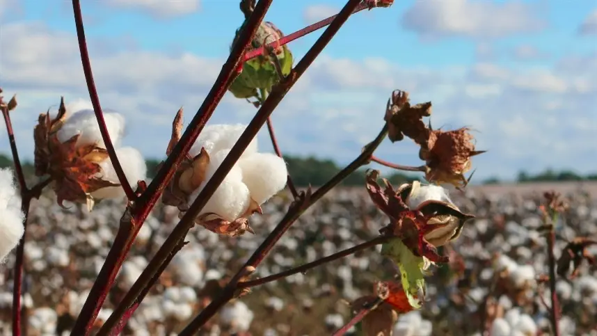 Preços da pluma de algodão sofrem pequena queda em julho