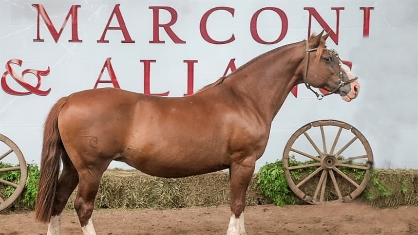 Leilão Marconi & Aliança oferece animais comprovados da raça Crioula
