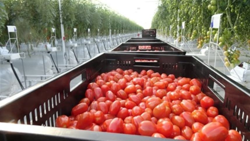 Demanda de tomate desacelera a curto prazo