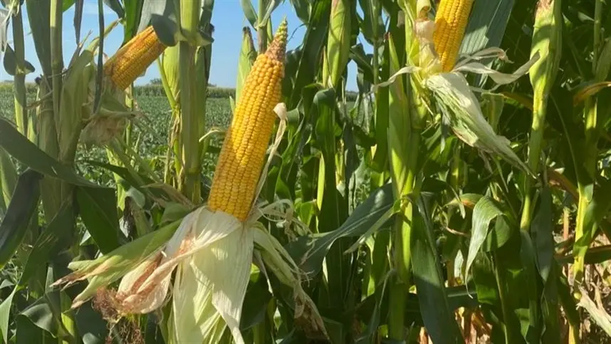 Atenções seguem voltadas aos trabalhos de campo; preços variam pouco