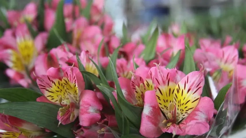 Frio intenso impacta floricultura paulista e destaca uso de estufas
