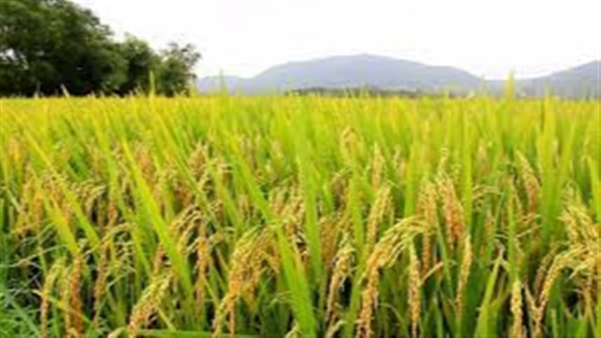 Entre as espécies de maior importância estão o arroz-daninho