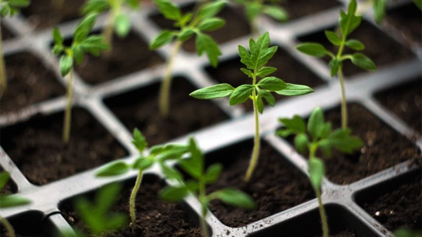 Saiba como escolher as melhores sementes de tomates