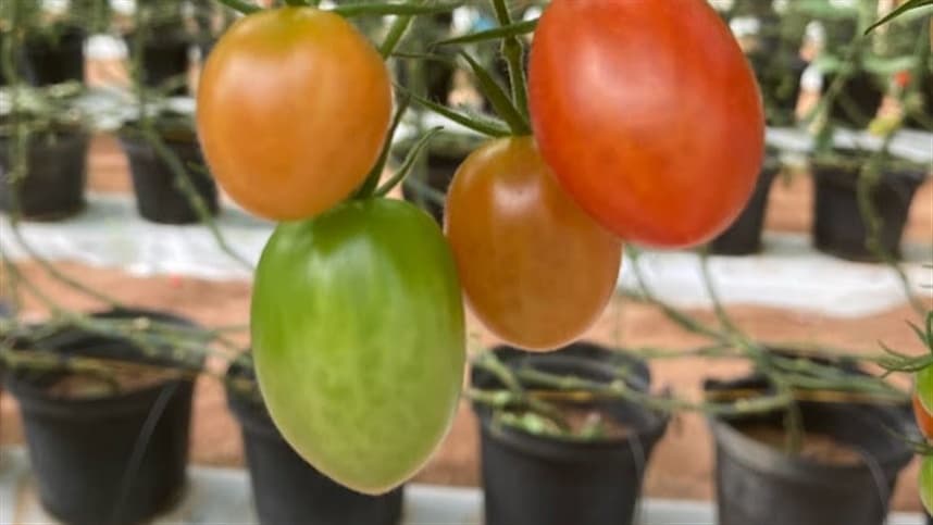 Cultivo de tomate protegido sem solo tem bons resultados