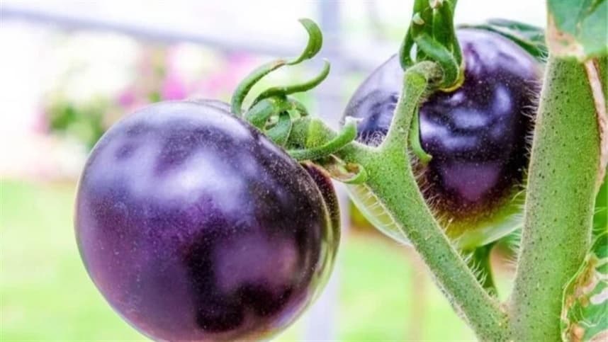 Futuro do tomate roxo pode estar nas mãos do consumidor