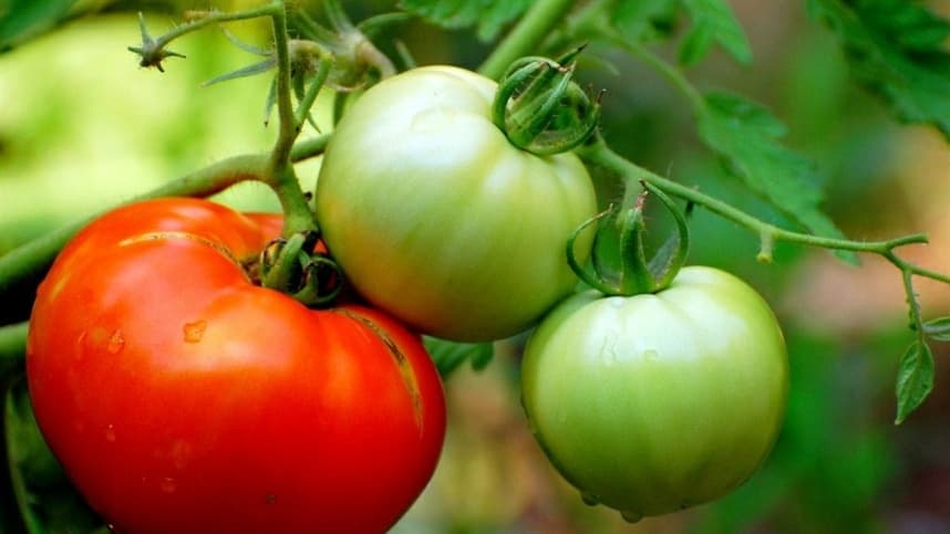 Melhor tomate da Espanha esteve à beira de extinção