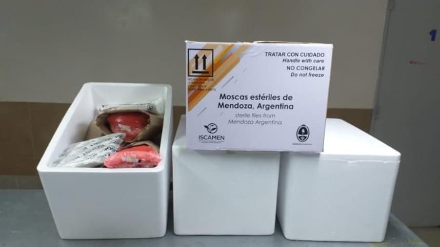 Argentina exporta mosca estéril para controlar praga de frutas