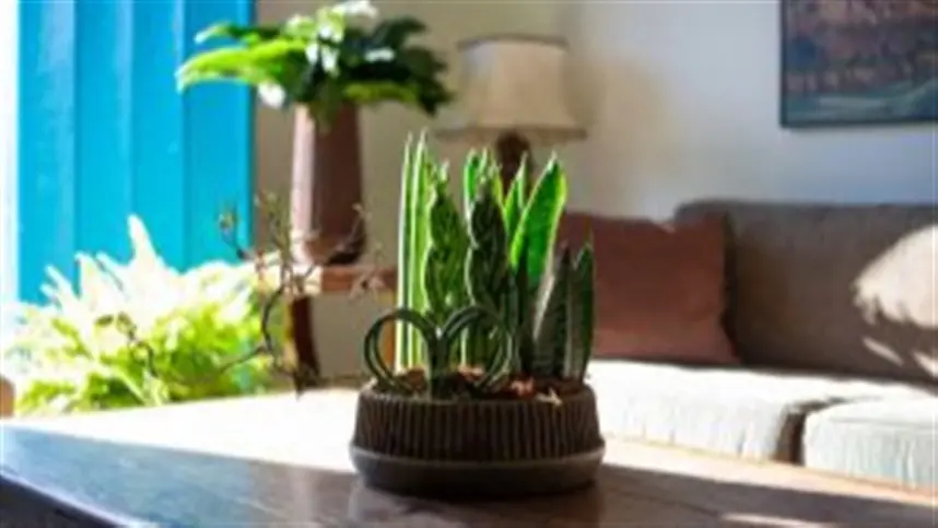 Decorar o ambiente com plantas e flores naturais faz bem à saúde