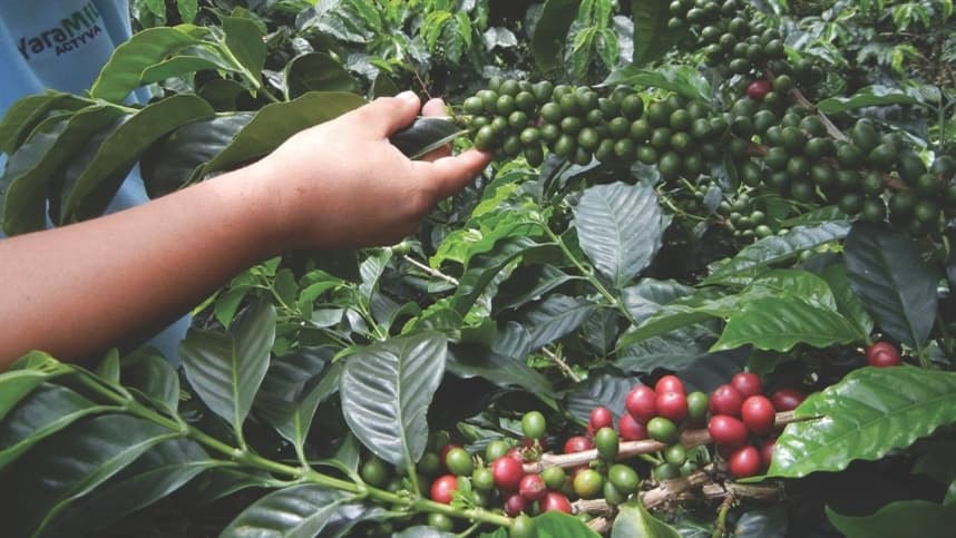 Os produtos atendem culturas de horticultura e café