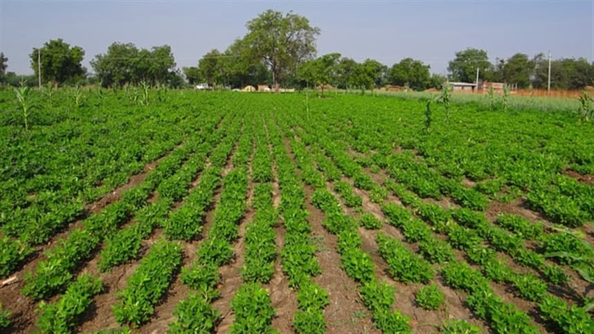 Calagem, da época de colheita e secagem na incidência de fungos e aflatoxinas em amendoim armazenado