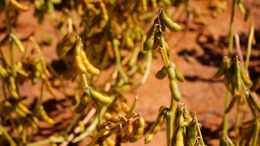 Saiba quanto ainda rende a soja, mesmo com fertilizante caro